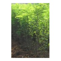 供應(yīng)5-6公分龍爪槐 黃金槐 香花槐 刺槐 國(guó)槐