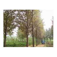 銀杏樹--山東基地專供
