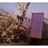 供應：白玉蘭，廣玉蘭，桂花，紫薇，欒樹等綠化苗木