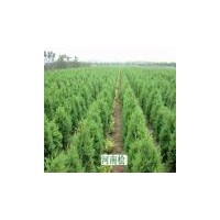 2011年河南苗木國槐 欒樹 河南檜 銷售紅火