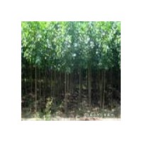 大量供應速生楊 毛白楊 柳樹