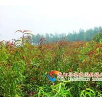 大量供應(yīng)烏桕 ，日本櫻花，紫葉矮櫻，紅葉李 ，櫸樹，楓楊，苦楝