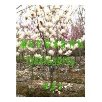 大量供應(yīng)雪松,廣玉蘭,馬褂木,大葉女貞等綠化苗木