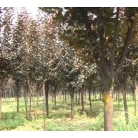 大量出售現(xiàn)貨紫葉李2.5公分-4公分