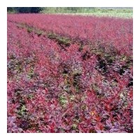 金葉女貞，紅葉小檗，櫻花，龍柏，紫葉李