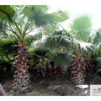 成都老人葵苗圃苗批發(fā)