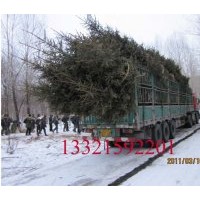 綠化大苗，云杉供應(yīng)