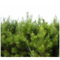 河北定州油松批發(fā)價格優(yōu)惠