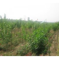 出售國槐,青桐,欒樹,白蠟,法桐,紫薇,速生楊,泡桐