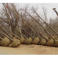 供應：五角楓，大葉女貞，桂花，紫薇