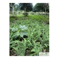 供應(yīng)腎蕨 工程地被苗木