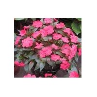 供應(yīng)新幾內(nèi)亞鳳仙花