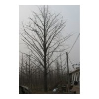長(zhǎng)期供應(yīng)銀杏樹