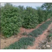 出售 大量 劍麻 桂花