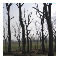 出售移栽大國槐