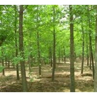 新興園藝銀杏苗木基地