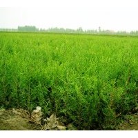 大量供應(yīng)側(cè)柏