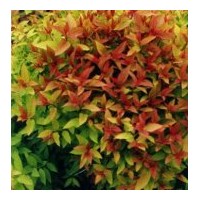 供應(yīng)龍柏、蜀檜、月季、紅葉小檗、金葉女貞