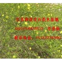 江蘇薔薇 迎春 小葉黃楊批發(fā)