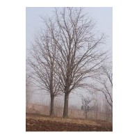 白果樹[銀杏樹]