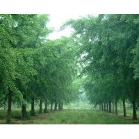 專(zhuān)供銀杏樹(shù)