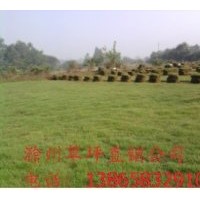 出售百慕大草坪