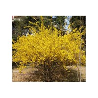 河北園藝苗木金鐘連翹