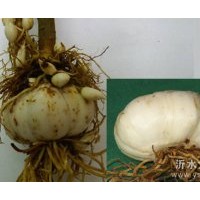 供應(yīng)優(yōu)質(zhì)百合籽，百合球，百合種