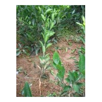 本基地有桃苗，桂花苗，香樟，枇杷，垂柳，銀杏小苗，刺槐，黃連