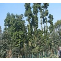 供成都楨楠 楠木 小葉楠