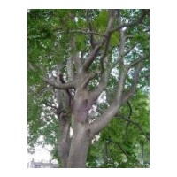 江蘇珊瑚樸基地 供應(yīng)珊瑚樸 雪松，蜀檜，廣玉蘭，白玉蘭，紅葉石