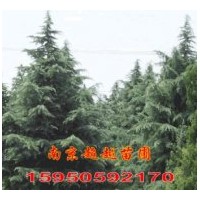 江蘇雪松基地出售雪松