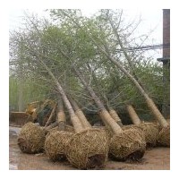 供銀杏樹2-80公分，櫻花，皂角，法桐