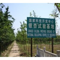 本基地常年供應5--50公分的銀杏實生苗，嫁接苗，銀杏果，銀杏葉