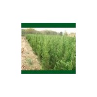 常年供應(yīng)蜀檜，龍柏，紅葉石楠，紫薇，大葉女貞，廣玉蘭，桂花