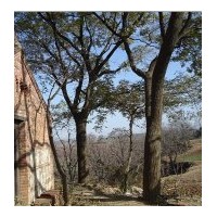 供應(yīng)直徑20-100厘米大規(guī)格國槐、皂角、柿子樹、柳樹、紫玉蘭等