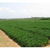 供小苗：白皮松、華山松、油松、樟子松等小苗