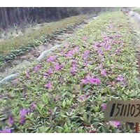 供大量工程用苖;金葉女貞,細(xì)葉女貞,杜鵑,紅繼木,紅葉石楠