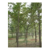 供應(yīng)各種銀杏樹，絕對現(xiàn)貨