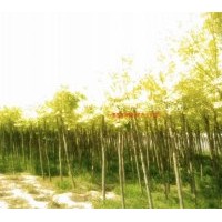 出售4-6公分金葉白蠟