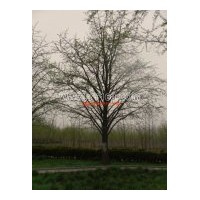 出售40公分銀杏樹