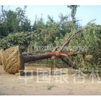 出售30-40公分銀杏樹(shù)