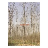 出售千頭椿等
