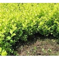 供應(yīng)金葉女貞苗, 紅葉女貞苗，紅葉小波苗 瓜子黃楊苗，小葉女貞