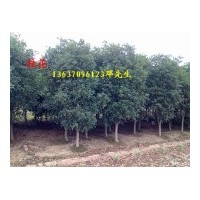 大量供應(yīng)桂花