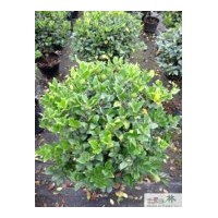 供應(yīng)球形金禾女貞地被工程苗木