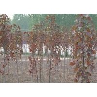 紅葉楊苗木批發(fā)