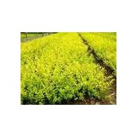 花鄉(xiāng)金葉女貞小苗價(jià)格 江蘇金葉女貞