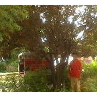 供安徽大葉女貞，安徽高桿女貞，紅葉李，紫薇,香樟，紅葉碧桃