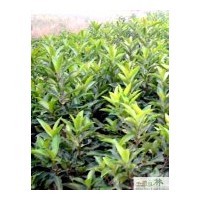 大量批發(fā)法國冬青綠籬苗木